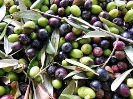 La recollida d'olives començarà ben aviat a les Garrigues