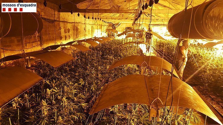 Imatges facilitades pels Mossos d&#39;Esquadra amb les plantes de marihuana 1