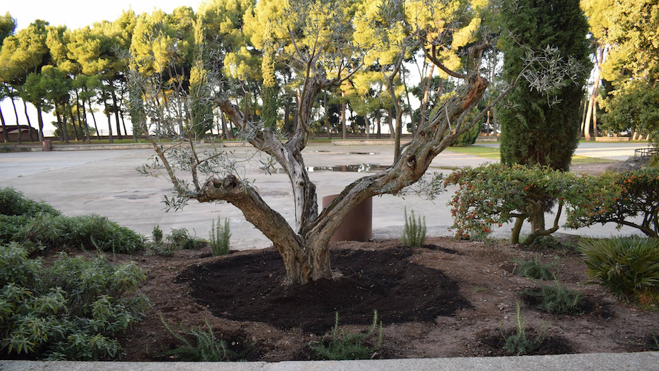 Olivera al Parc de Sant Eloi, plantada per Dones Arrel de Tàrrega