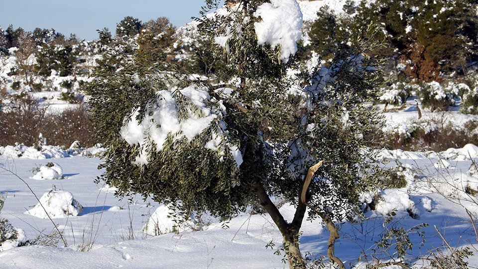 Camp d'oliveres amb arbres amb rames trencades pel pes de la neu, a Vinaixa @ACN