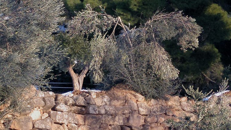 Danys a les olivera dels municipis del Segrià Sec