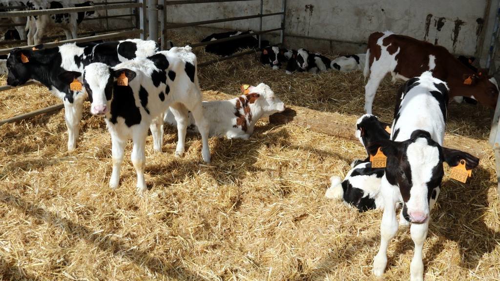 Vaques menjant en una explotació ramadera d'Alcarràs ©Salvador Miret