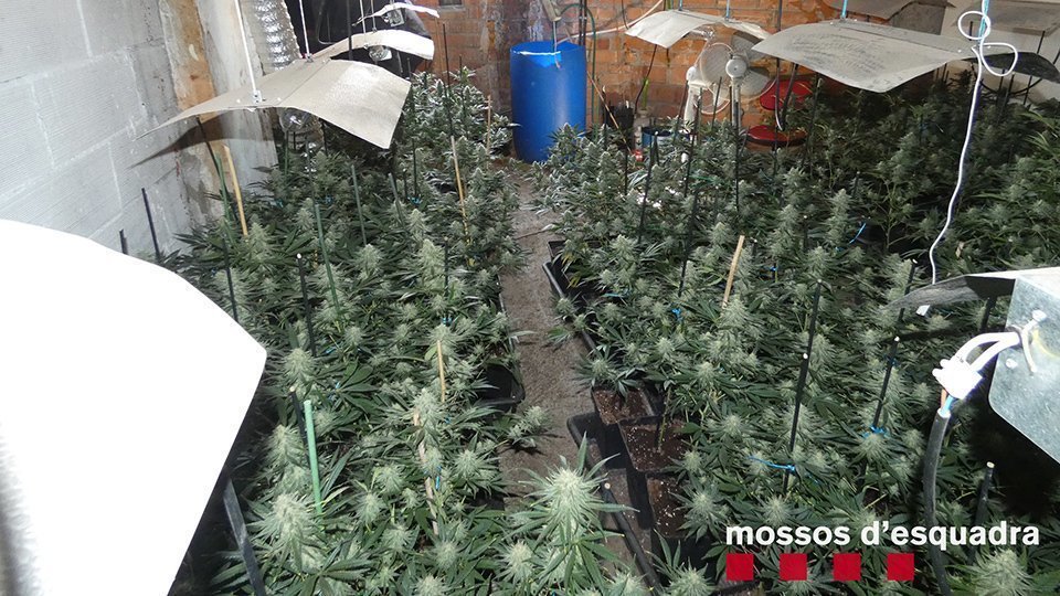 Un home tenia 203 plantes de marihuana en un pis de Balaguer ©Mossos
