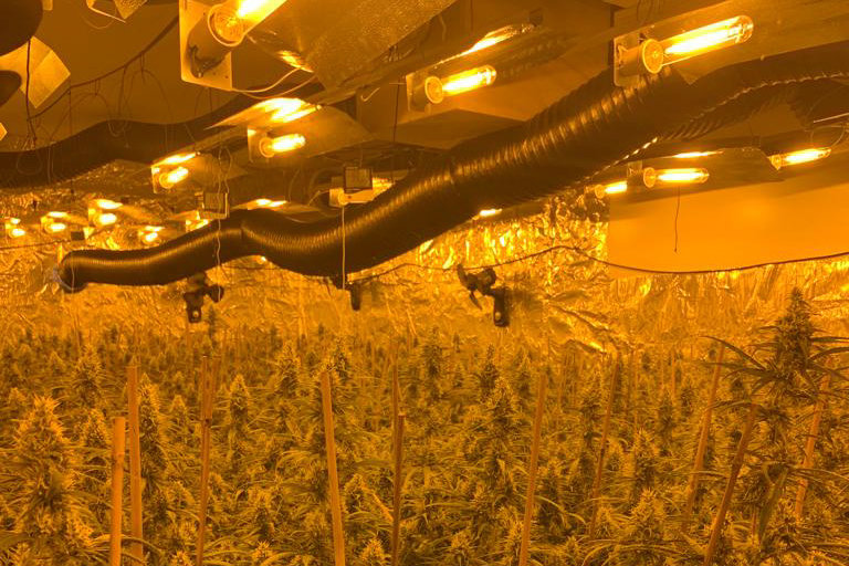 Una plantació de marihuana dins d'un xalet a un barri residencial de Lleida - Foto: Policia Nacional