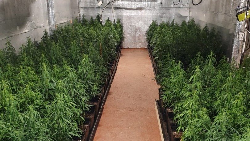 Plantació de marihuana en un domicili a la partida de la Volteta de Cervià de les Garrigues