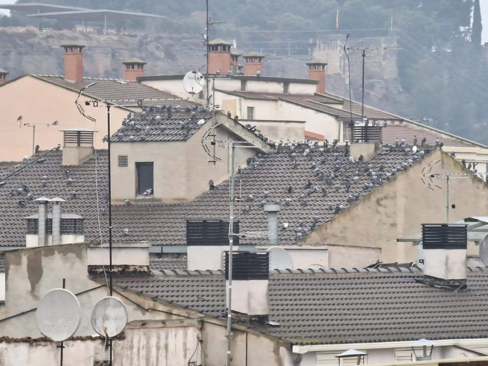 Coloms en teulades del centre històric de Balaguer - Foto: Cedida per veïns de Balaguer