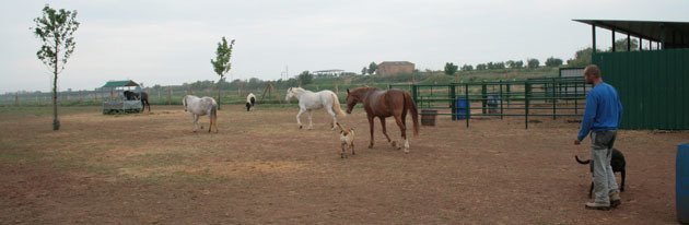 Imatge de la finca amb alguns dels animals que cuida l'Oscar.