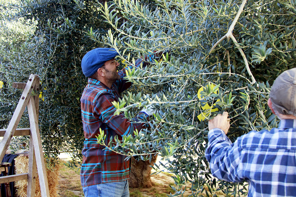 Un home collint olives d'un arbre durant la presentació del cartell de la 27a Fira de l'Oli de les Borges Blanques

Data de publicació: dimecres 25 d’octubre del 2023, 13:23

Localització: Les Borges Blanques

Autor: Anna Berga