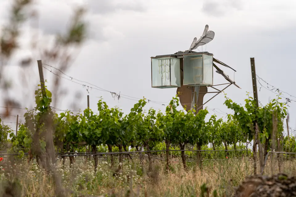 En 'Llanga', obra de Josep Vallverdú, protagonitza la 12a Vinya dels Artistes del Celler Mas Blanch i Jové - Foto: Jordi Vinuesa