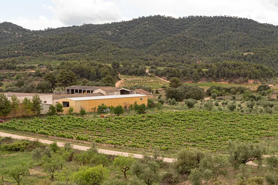 En 'Llanga', obra de Josep Vallverdú, protagonitza la 12a Vinya dels Artistes del Celler Mas Blanch i Jové - Foto: Jordi Vinuesa
