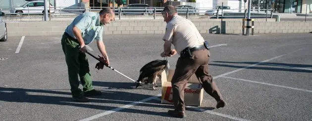 Un Agent Rural i el Guarda de Terme de Mollerussa capturen el voltor.