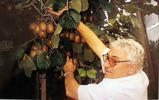 Jordi Vidal en un moment de la collita de kiwis a la seva finca.