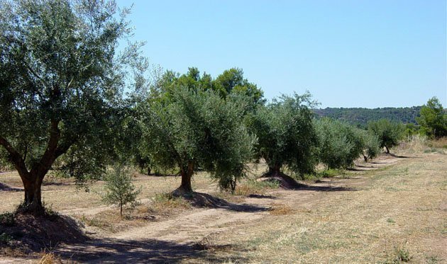 Imatge oliveres a la comarca de les Garrigues