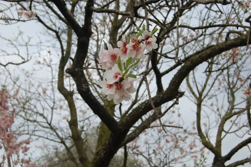 Els arbres es troben ara en època de floració