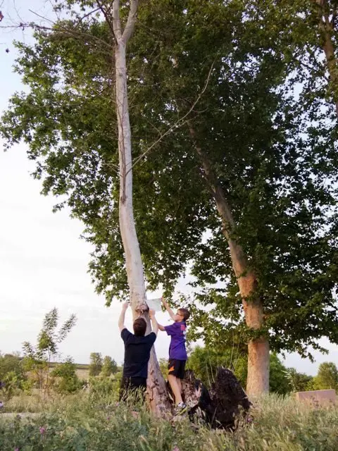 Els voluntaris pengen els cartells als arbres