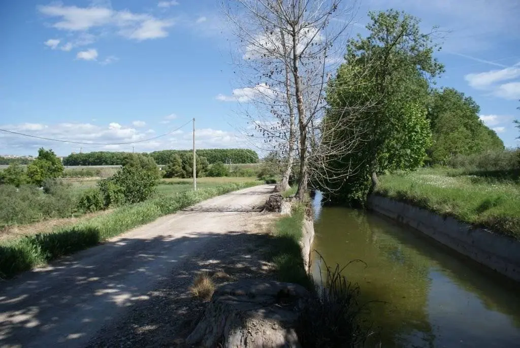 Els exemplars morts s&#39;estenen al pas per la Banqueta