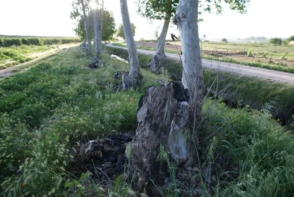 Moltes soques també estan afectades o mortes
