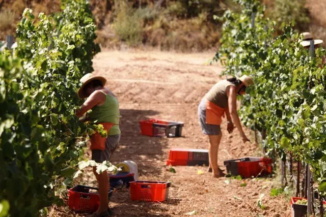 Els experts auguren enguany una bona temporada