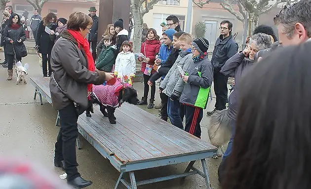 La plaça Planell de Linyola va acollir una desfilada de gossos disfressats. 