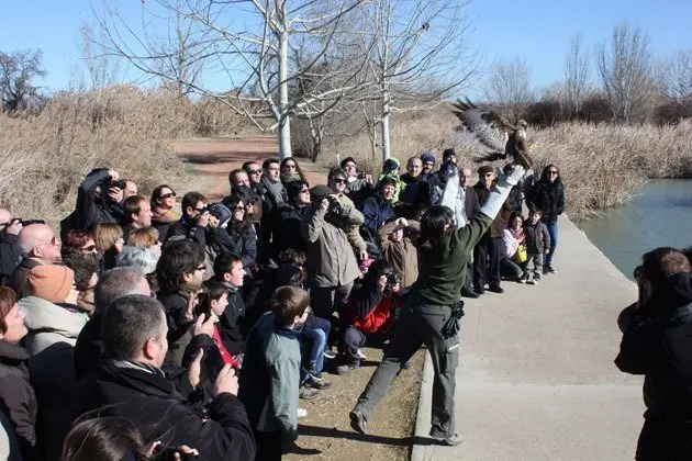 Moment en el que els agents forestals alliberen un aligot comú, a l&#39;Estany.  