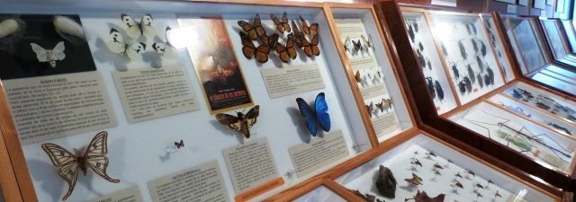 Exposició papallones a la Casa de la Cultura