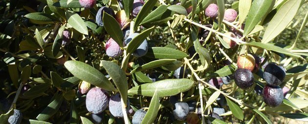 Imatges olives a la comarca de les Garrigues.