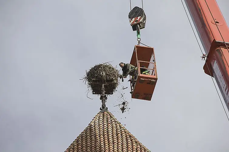 Els tècnics d&#39;Agricultura actuen en el niu de cigonyes del campanar de Mollerussa.