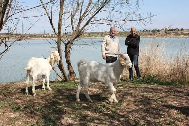 cabres estany (3)