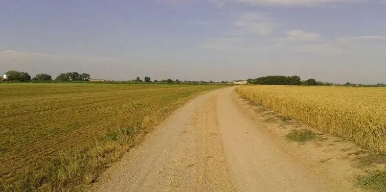 Camí del Palau d'Anglesola.