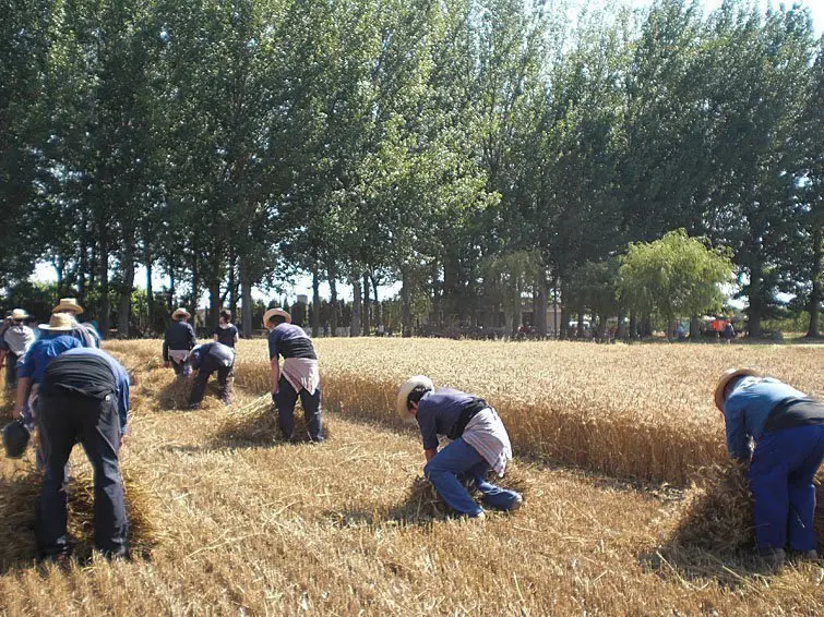 Festes del Segar i el Batre de la Fuliola