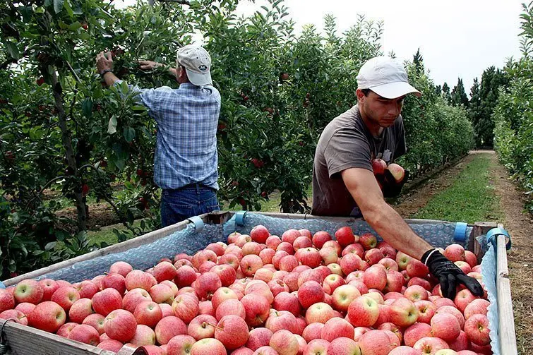 La campanya té com objectiu fomentar el consum de la fruita lleidatana