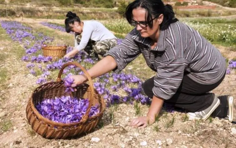 Foto. ccaa.elpais.com. Una plantació de safrà a Cervià de les Garrigues