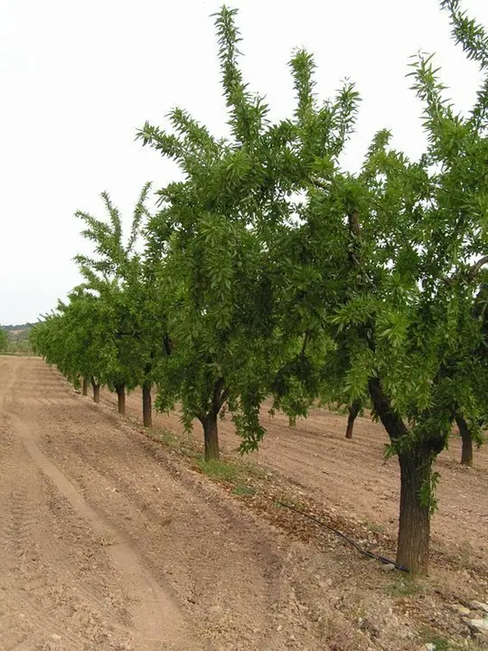 Una finca d'ametllers amb reg de suport