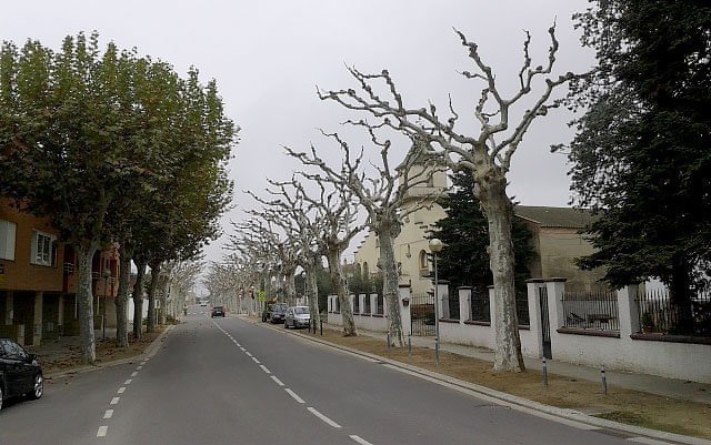 Els plataners esporgats de l'avinguda Sant Roc del Palau d'Anglesola