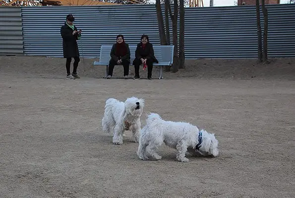 Els primers usuaris que utilitzen el parc caní