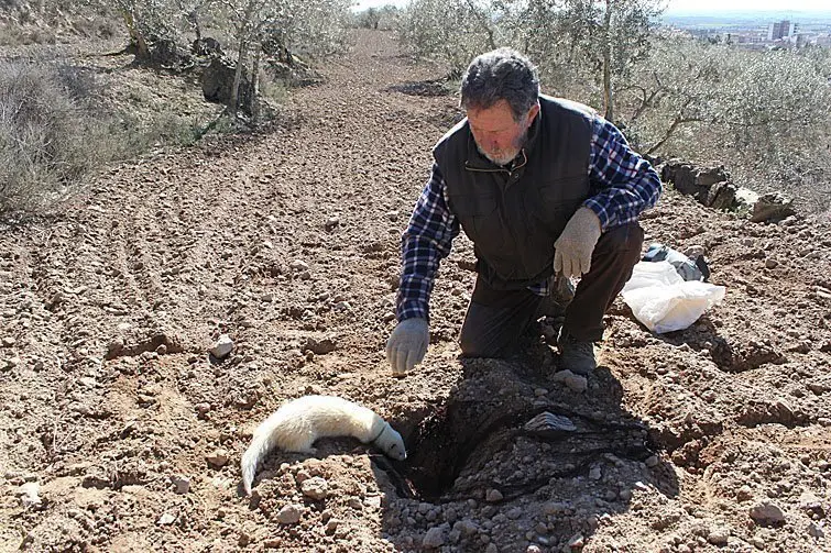 Una de les fures usades avui al Parc de Sant Eloi de Tàrrega interior bona