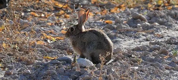 Plaga de conills a la demarcació de Lleida ©Imatge d'arxiu