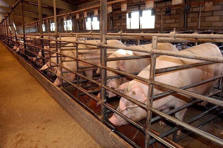 Granges de porcs en la demarcació de Lleida