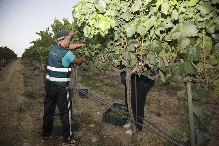 Raimat realitza la verema manualment i de nit per conservar les qualitats