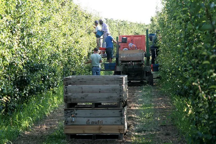 Collita de fruita en una finca lleidatana