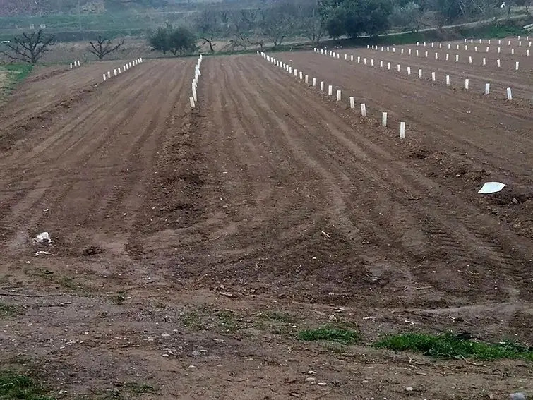 Pla general d'una finca de l'Horta de Lleida que ha patit el robatori d'arbres fruiters. (Horitzontal)