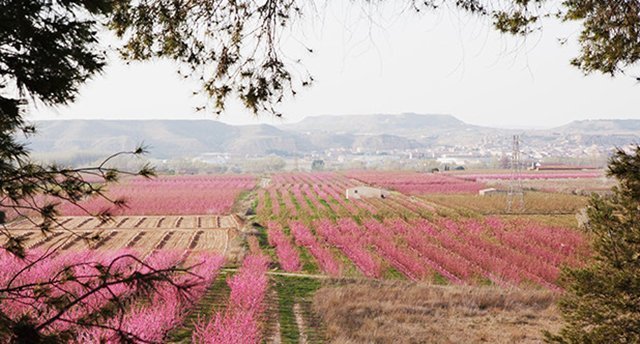 Paisatge dels arbres florits en la temporada de la floració a Aitona