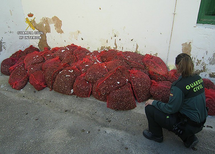 Una agent de la Guàrdia Civil observa sacs de cargols silvestres comissats