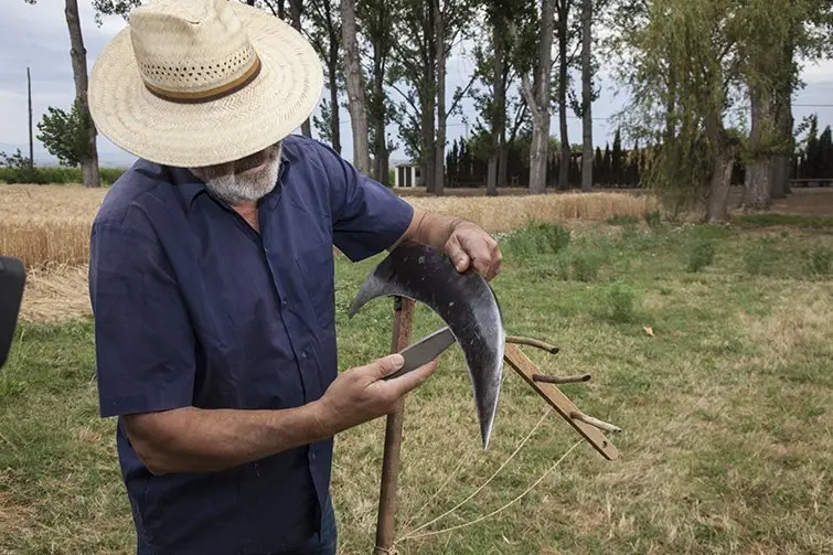 Segar i Batre La Fuliola, segador esmolant l'eina