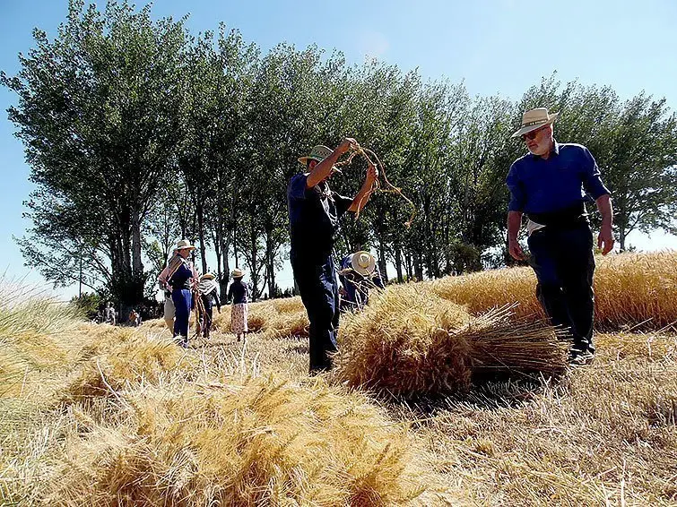 Els segadors preparen les garbes a la festa del Segar de la Fuliola