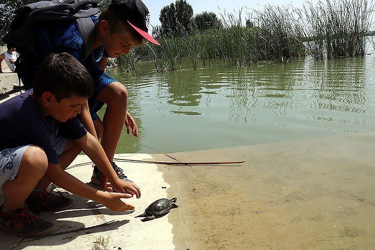 Pla mig amb dos infants alliberant una tortuga d'estany a l'estany d'Ivars i Vila-sana, el 6 de juliol de 2017. (Horitzontal)