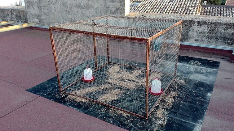 Les gàbies instal·lades en diferents punts del Palau d&#39;Anglesola