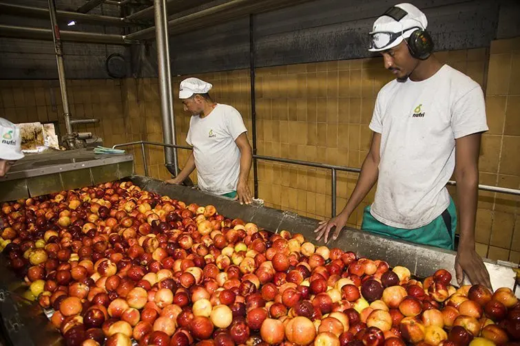 la fruita entra a la planta de transformació de nufri