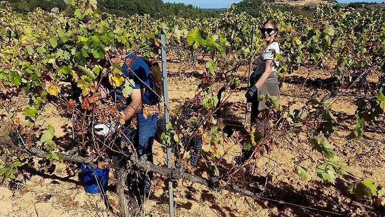 Arxiu, la verema per elaborar el vi solidari en el celler Mas Blanch i Jové