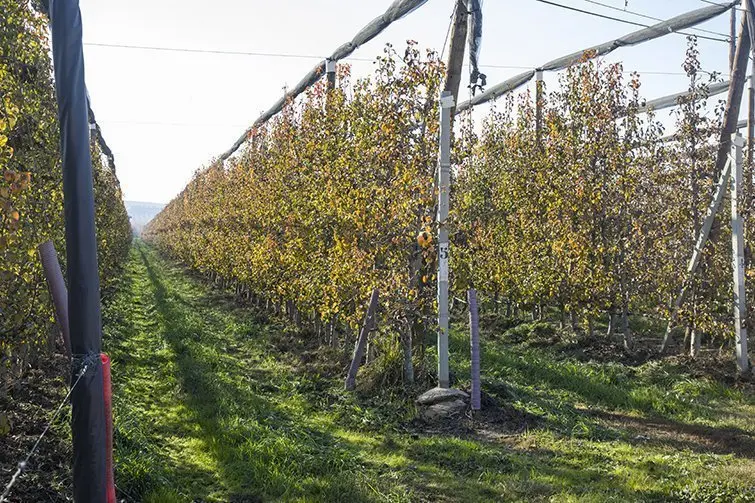 Finca de fruiters a la comarca del Pla d&#39;Urgell